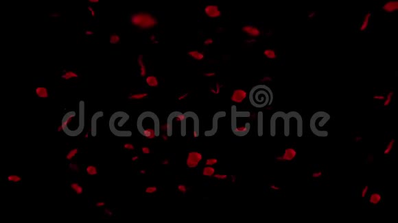 落在黑色背景高清的玫瑰花瓣视频的预览图