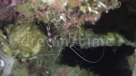 菲律宾海洋水下珊瑚虾视频的预览图