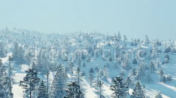 冬季冷杉林雪天鸟瞰4K视频的预览图