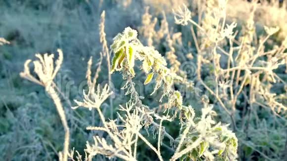 秋天的草上满是霜视频的预览图