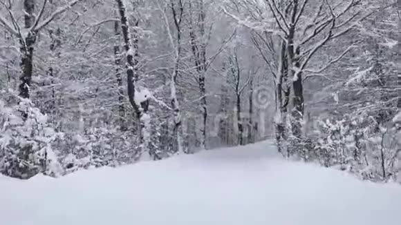 穿过森林的冬季道路视频的预览图