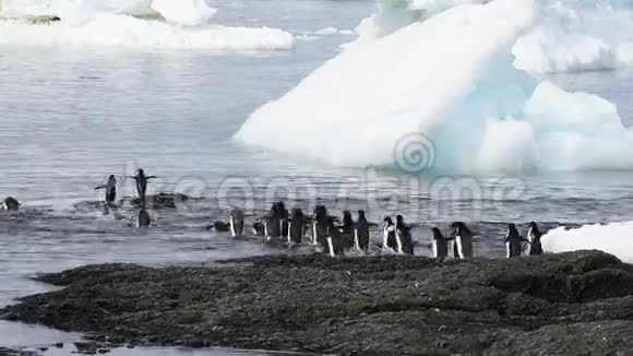 阿德利企鹅沿着海滩散步视频的预览图