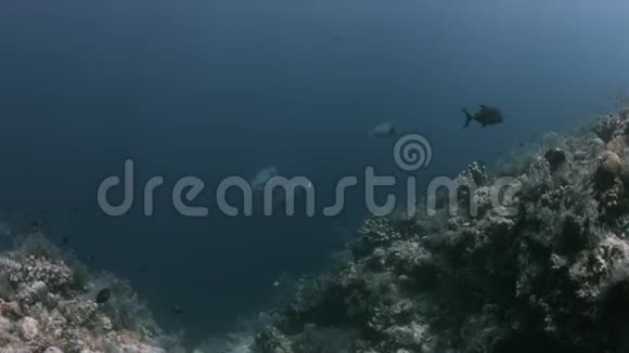 图巴塔哈有很多鱼的珊瑚礁4k视频的预览图