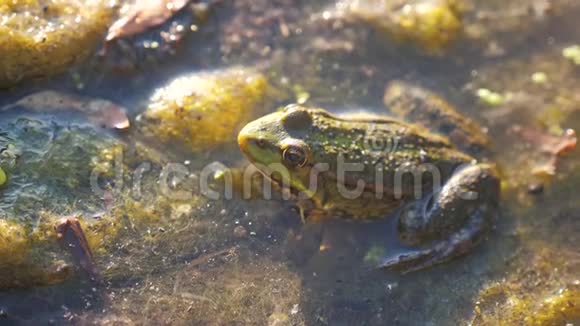 沼泽里池塘里的绿蛙拉娜埃斯古丽塔青蛙生活方式自然在水中动物野生概念视频的预览图