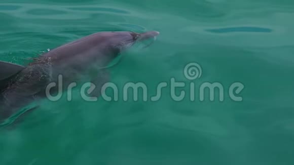 水下的海豚视频的预览图