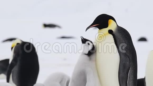 帝企鹅和小鸡在南极洲视频的预览图