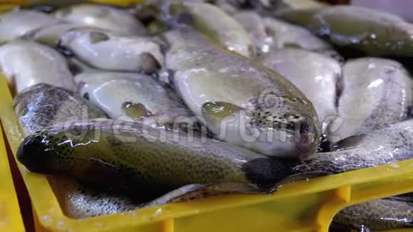 海鲜市场柜台上的新鲜海冰鱼在街上卖的鱼视频的预览图