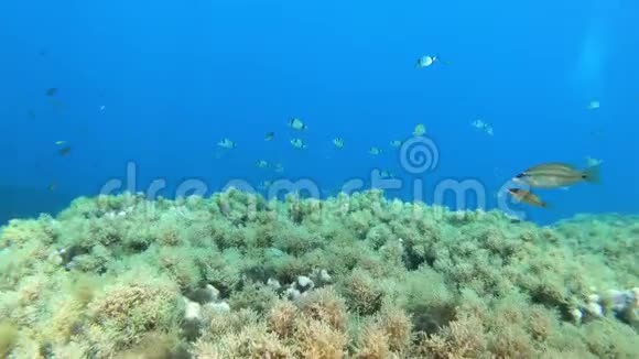 地中海海礁海洋生物视频的预览图