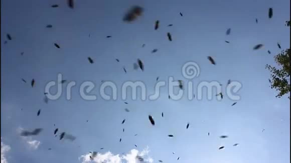 蜜蜂在飞行开始成群结队视频的预览图