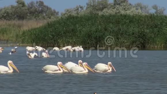 大白一群鸟在河口捕鱼视频的预览图