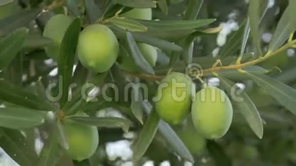 地中海花园的绿色橄榄视频的预览图