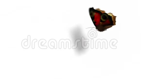 绿底孔雀蝶视频的预览图