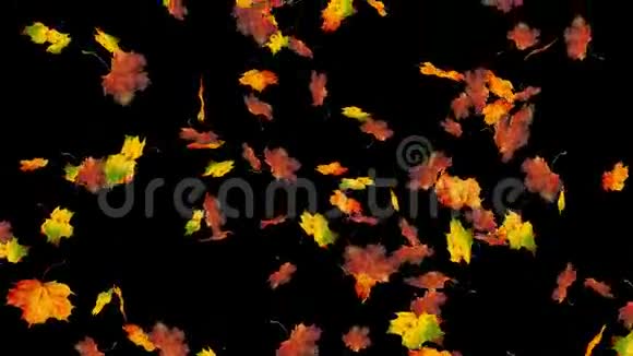 飞舞的七彩枫叶秋天秋天的背景慢动作特写高清写实三维动画视频的预览图