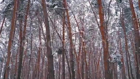 冬天的松林在白雪覆盖的树柱上飞舞视频的预览图