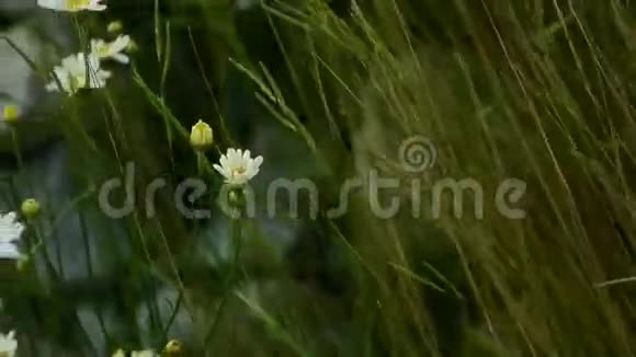 盛开的花朵雏菊视频的预览图
