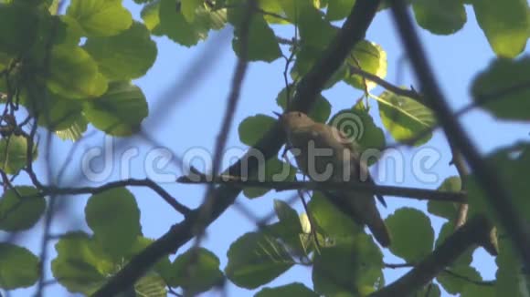 南丁格尔在树枝上唱歌视频的预览图