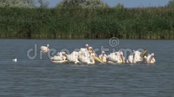 大白一群鸟在河口捕鱼图兹拉河河口视频的预览图