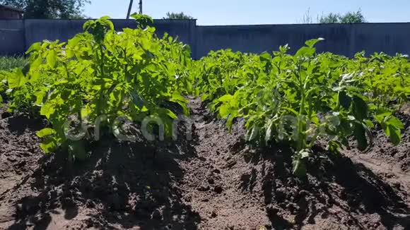 土豆在花园里生长视频的预览图