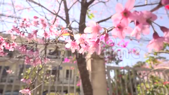 粉红色的美丽樱花盛开迎接农历新年视频的预览图