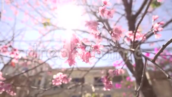 粉红色的美丽樱花盛开迎接农历新年视频的预览图