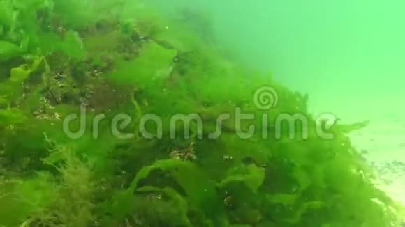 红藻绿藻和褐藻分布在乌尔瓦州的黑海卟啉病的海床上视频的预览图
