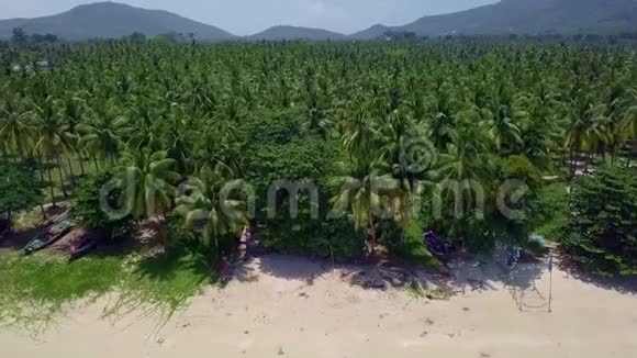 泰国椰棕种植园鸟瞰图视频的预览图