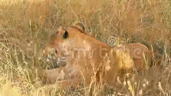 狮子与幼崽马赛马拉视频的预览图