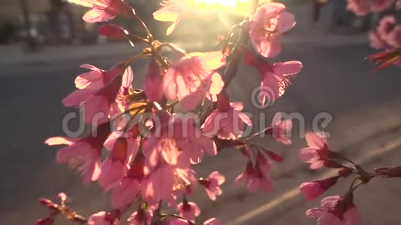 粉红色的美丽樱花盛开迎接农历新年视频的预览图