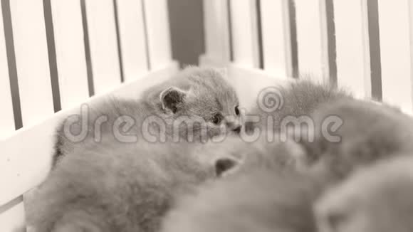 小猫睡在木制背景白色栅栏上视频的预览图