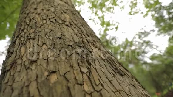 树干收起来枫树干收起来有纹理的树皮收起来视频的预览图