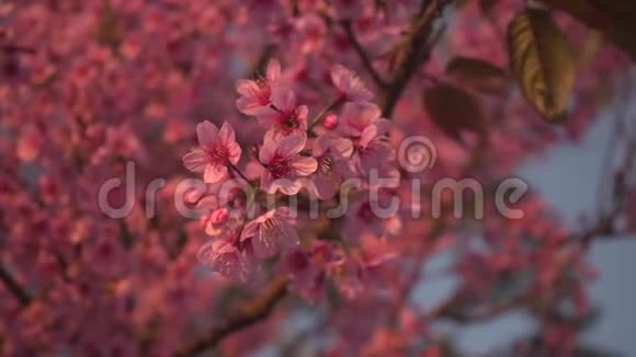 粉红色的美丽樱花盛开迎接农历新年视频的预览图