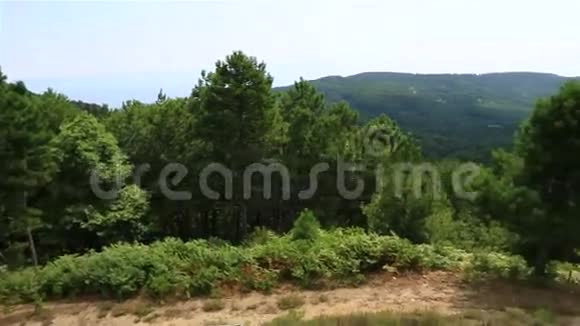 山顶松树的美丽全景视频的预览图
