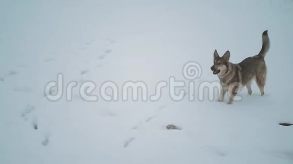 冬天的雪假混种狗在冰冻的河边玩耍雾蒙蒙的多云天气在河边的森林里视频的预览图