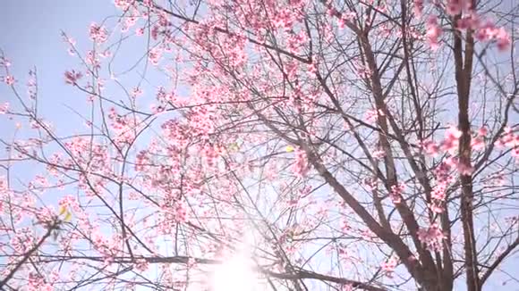 粉红色的美丽樱花盛开迎接农历新年视频的预览图