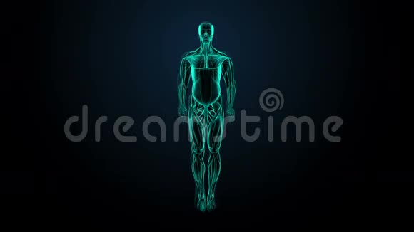 旋转人体肌肉系统蓝色X射线光图像视频的预览图