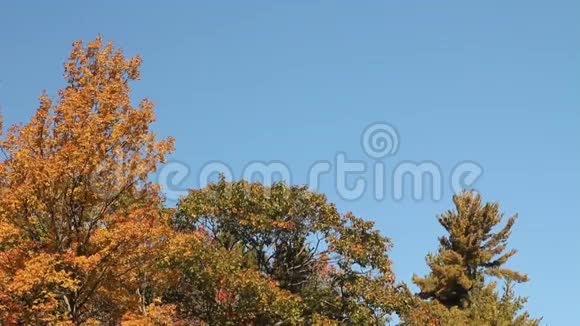 初秋的树木倒映着平静的水面视频的预览图
