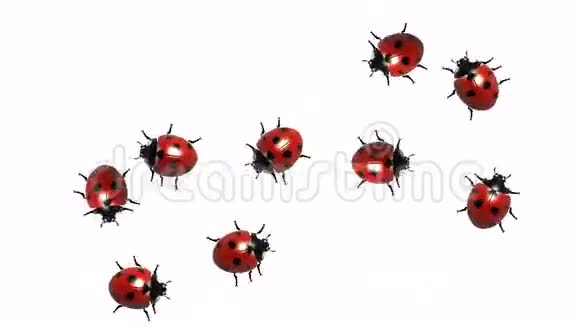 瓢虫CG动画白色无缝循环视频的预览图