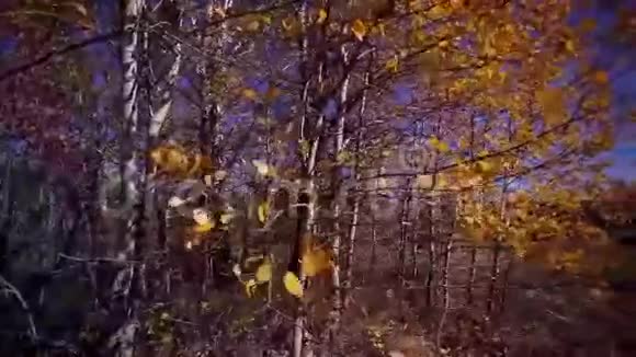 秋天在森林里的全景与太阳视频的预览图