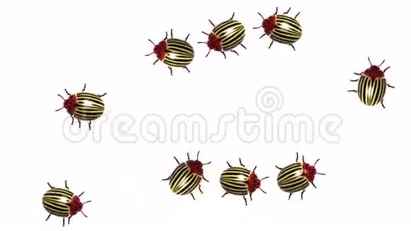 科罗拉多甲虫群CG动画白色无缝环视频的预览图