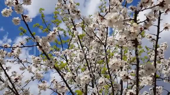 樱花树视频的预览图