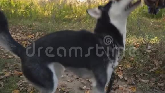 狗在自然界滋生哈士奇视频的预览图