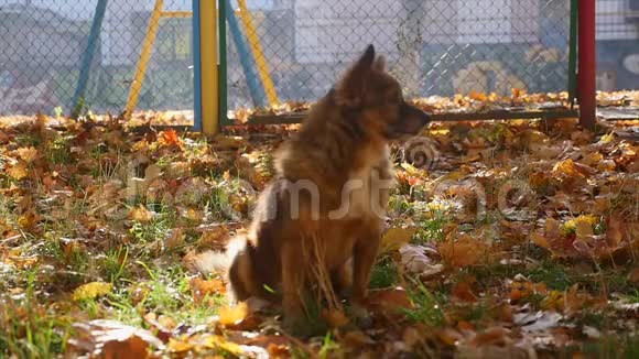 秋天公园里的狗视频的预览图