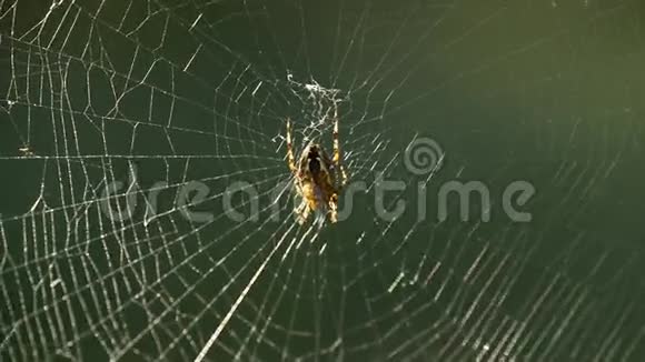 花园蜘蛛视频的预览图