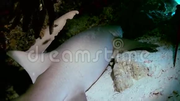 鲨鱼正睡在泻湖海洋的礁石上视频的预览图