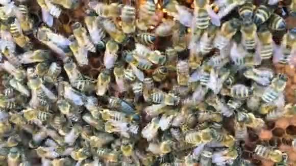 摘要六边形结构是蜂箱中的蜂窝蜂箱中装满了金色的蜂蜜视频的预览图