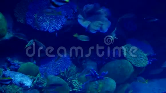 美丽的异国情调在水族馆里看到鱼水下场景3840x2160视频的预览图