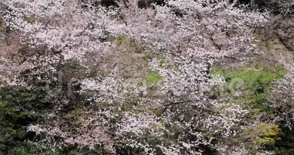 东京大射中的樱花视频的预览图