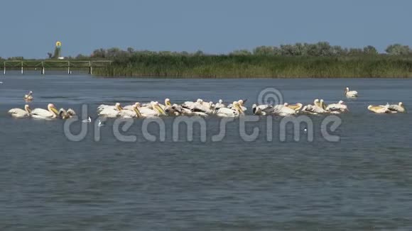 大白一群鸟在河口捕鱼敖德萨地区图兹拉河口视频的预览图