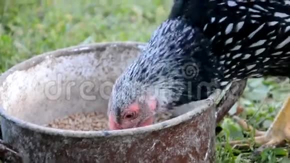 鸡在农场吃谷物视频的预览图