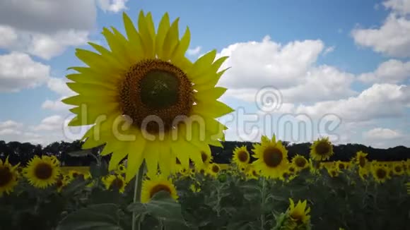 一片盛开的向日葵的田野常见的向日葵海莲花视频的预览图